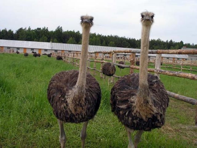 Экскурсия для детей на страусиную ферму
