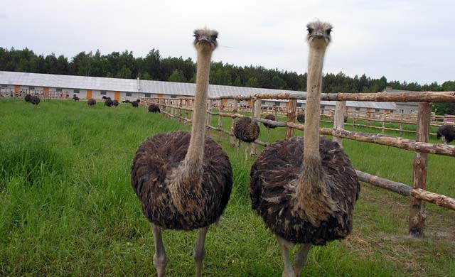 Экскурсия для детей на страусиную ферму